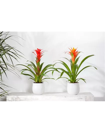 TROPENZAUBER BROMELIEN