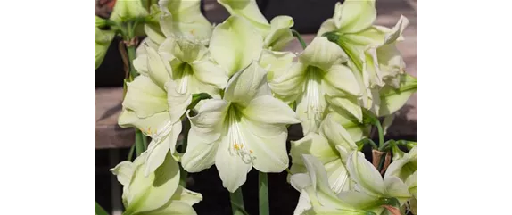 AMARYLLIS