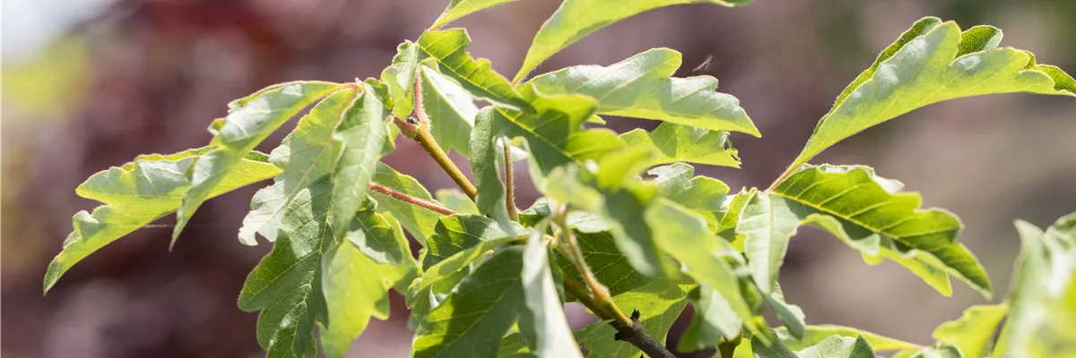 Acer griseum