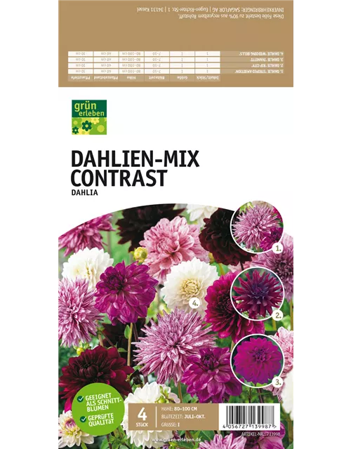 Dahlien-Mix Contrast