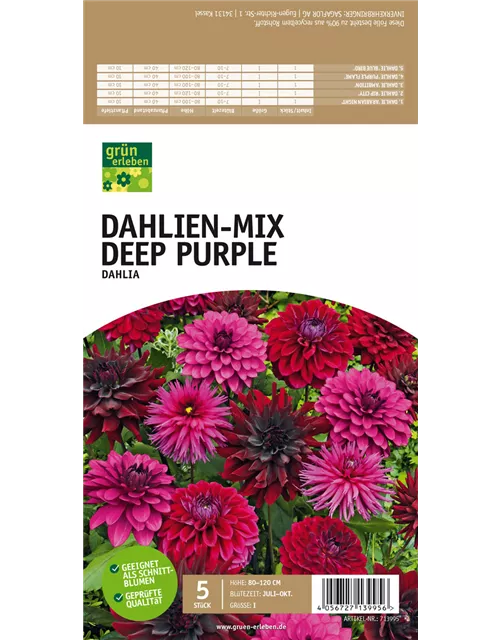 Dahlien-Mix Deep Purple