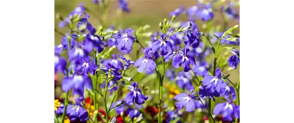 FRüHLING AUF DEM BALKON