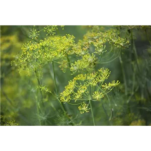 WAS WÄRE DER KRÄUTERGARTEN OHNE FRISCHE KRÄUTER?