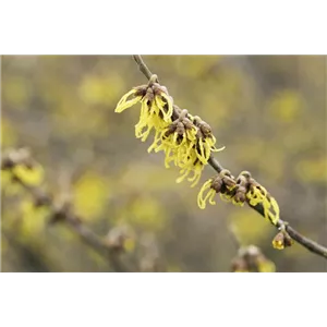 FRüHBLüHENDE GEHöLZE - DIE VORBOTEN DES FRüHLINGS