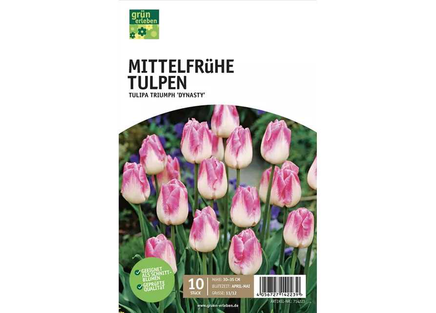 Mittelfrühe Triumph-Tulpen 