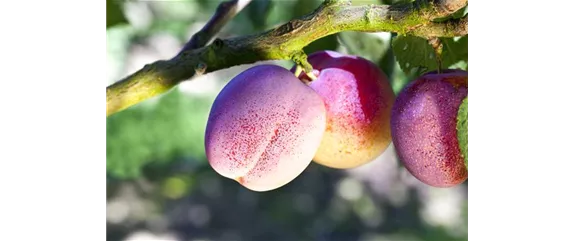 STREUOBSTWIESE - GESUNDHEIT ZUM SELBERPFLüCKEN