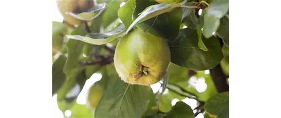 STREUOBSTWIESE - GESUNDHEIT ZUM SELBERPFLüCKEN